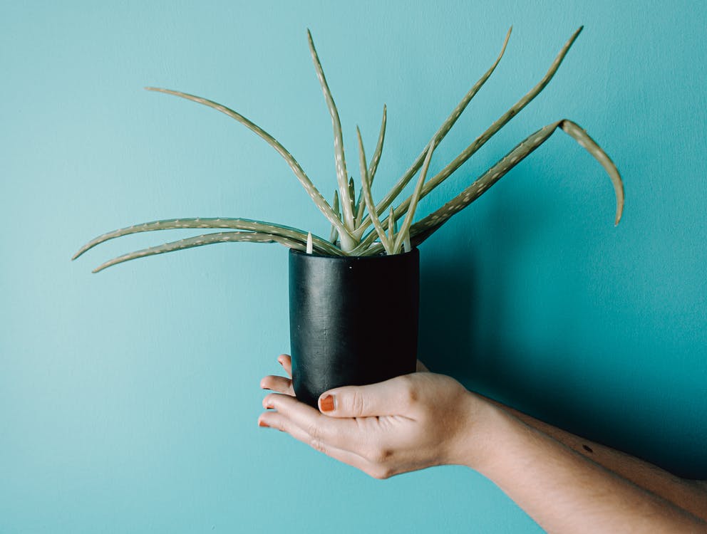 Aloe vera is a savior