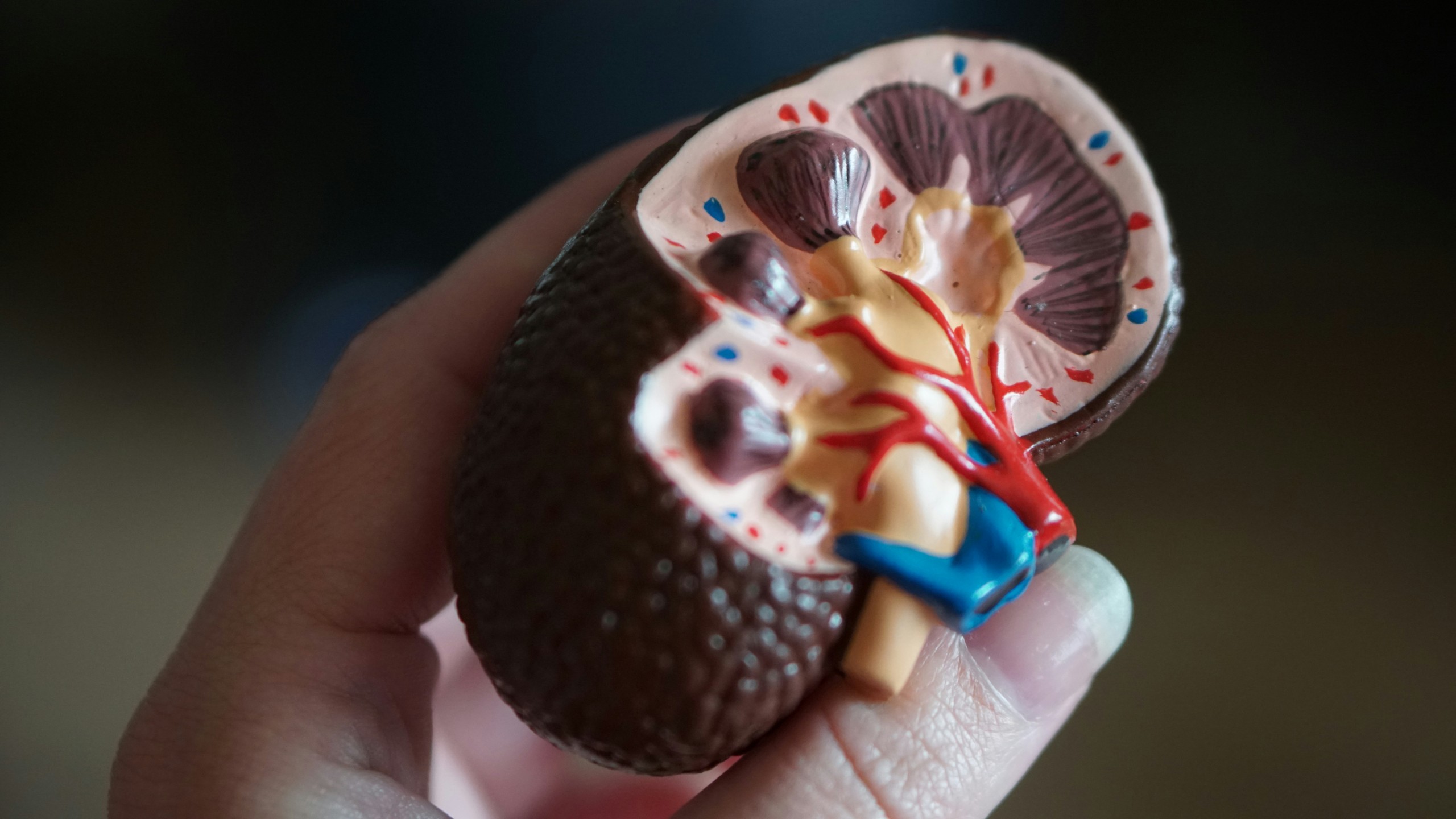 Maintaining your kidney health – Focus Supplements