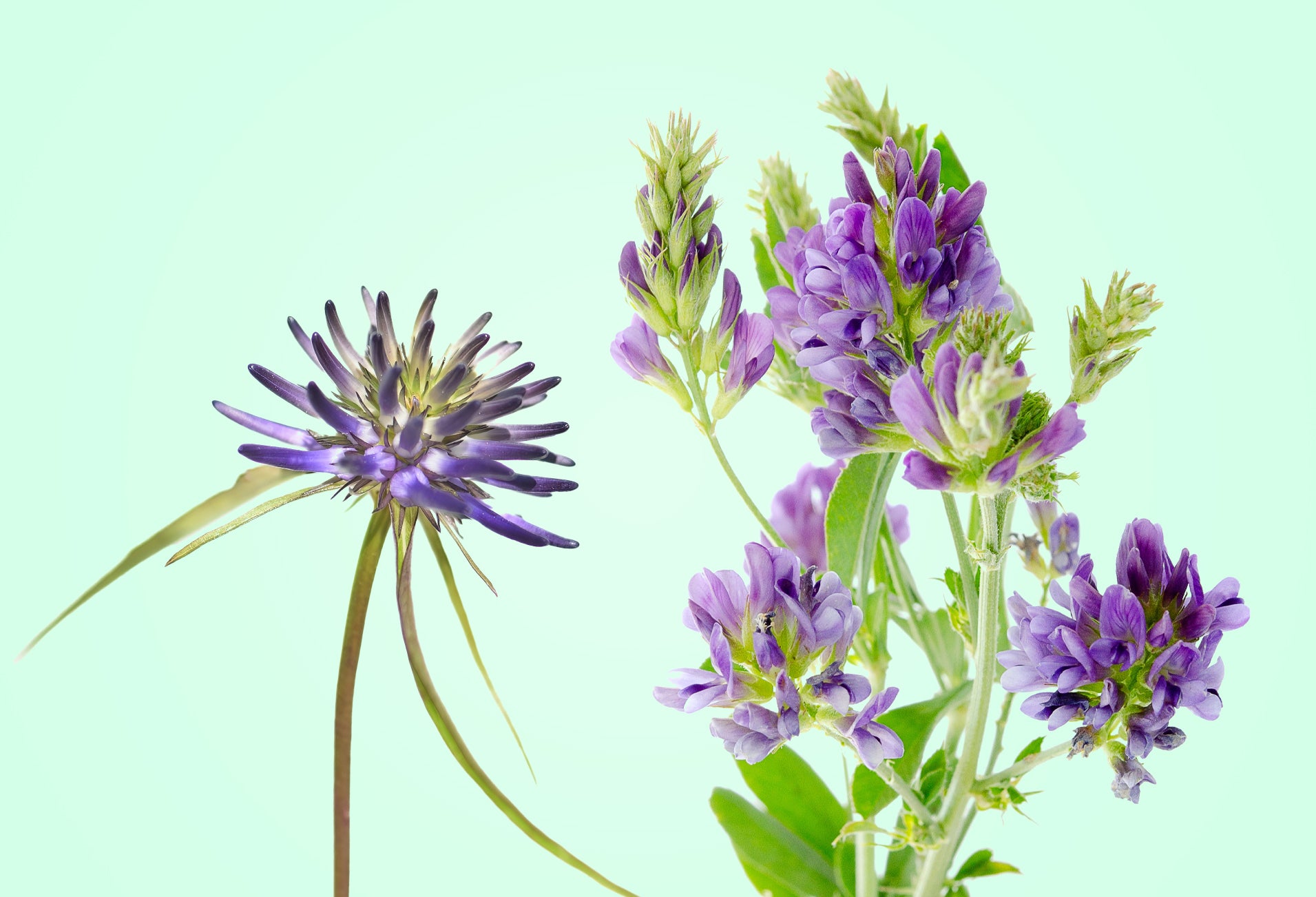 The Power of Devil’s Claw and Alfalfa – Life Sprout Bioceuticals